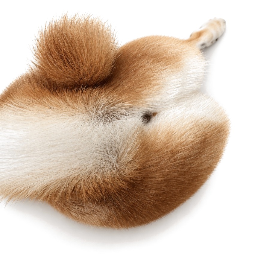 Ciba Air curled into a fluffy ball